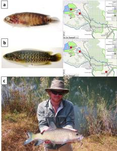 a) Microctenopoma intermedium (CH); b) Ctenopoma multispine (CH); c) Richard Peel with a large ‘Mpifu’ (Labeobarbus trachypterus) caught on an artificial lure in the Lukulu River (CH).