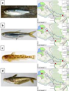 a) Micralestes sardina (CH); b) Rhabdalestes rhodesiensis (RB); c) Zaireichthys sp. (RB); d) Schilbe intermedius (CH).